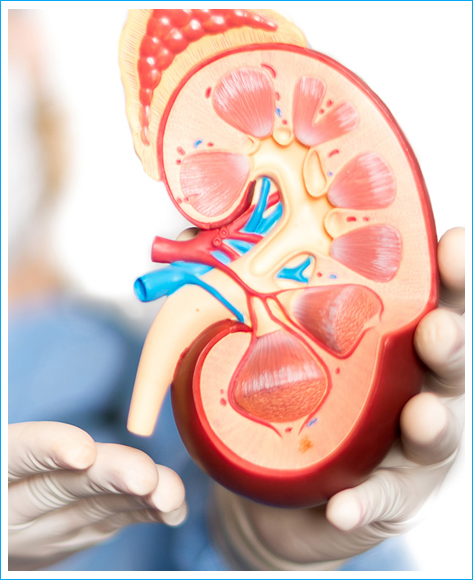 urologia
